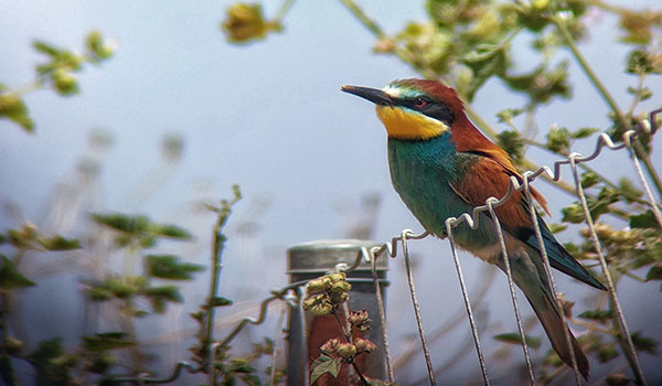 Merops-apiaster--European-Bee-eater--.jpeg