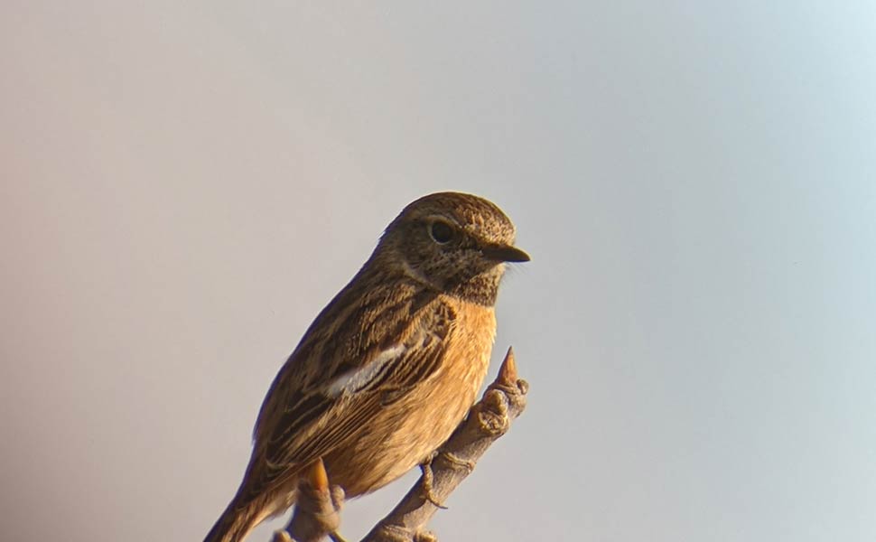 Saxicola-rubicola-4---Sv406p---Pixel-6.jpg