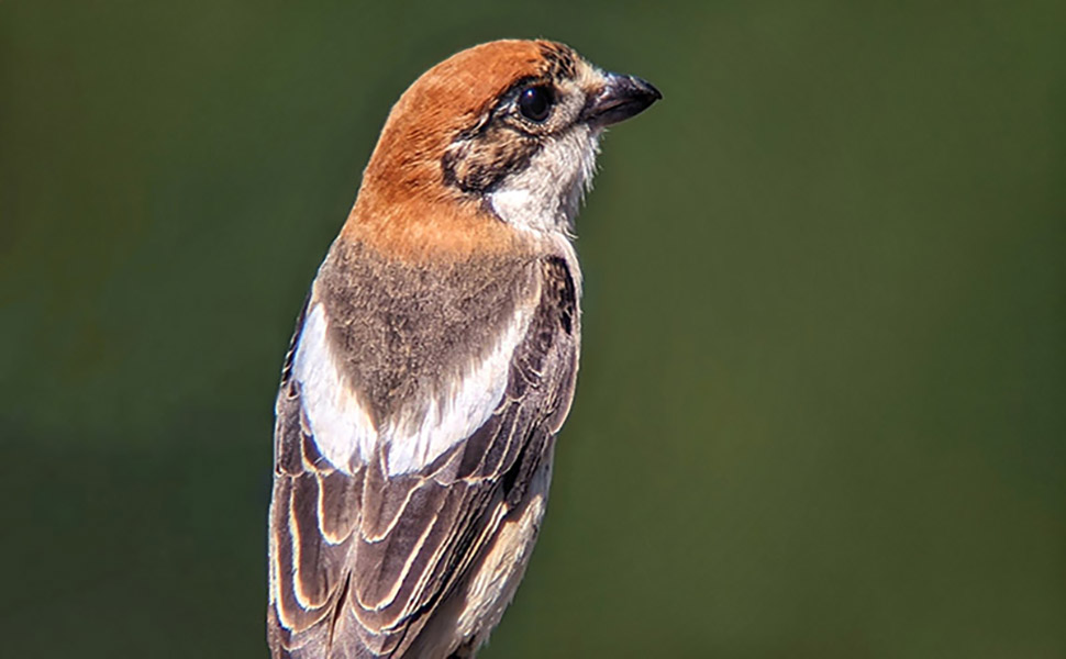 Lanius-senator--Woodchat-Shrike---1-.jpeg