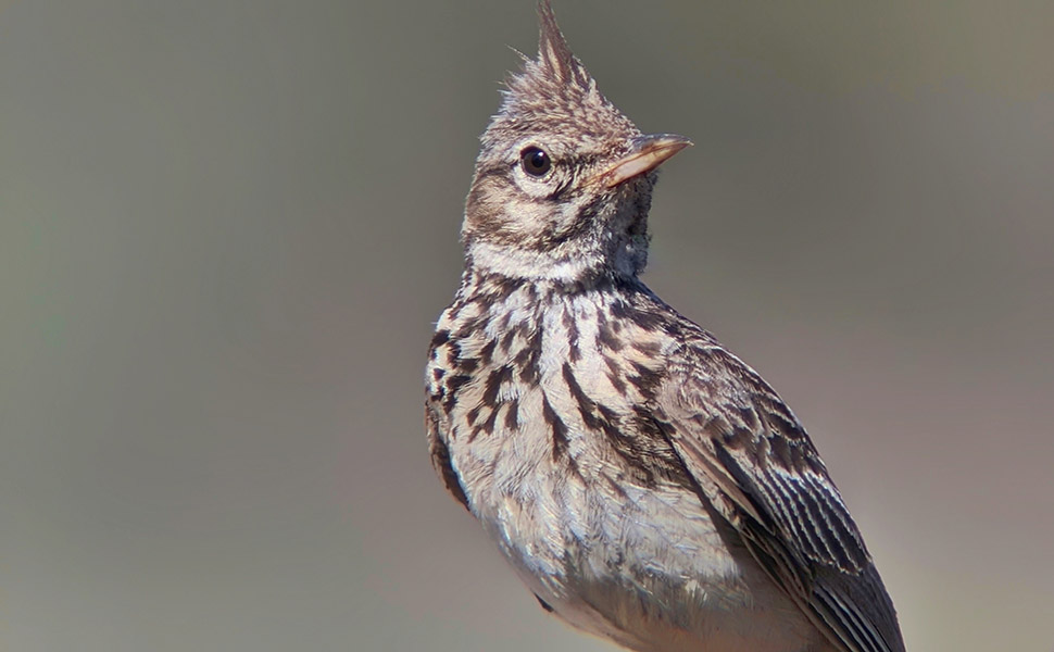 Galerida-theklae-thekla-s-Lark----6-.jpeg