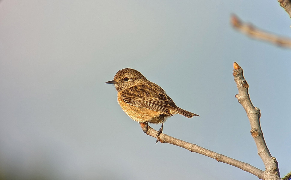 Saxicola-rubicola--European-stonechat---4-.jpeg