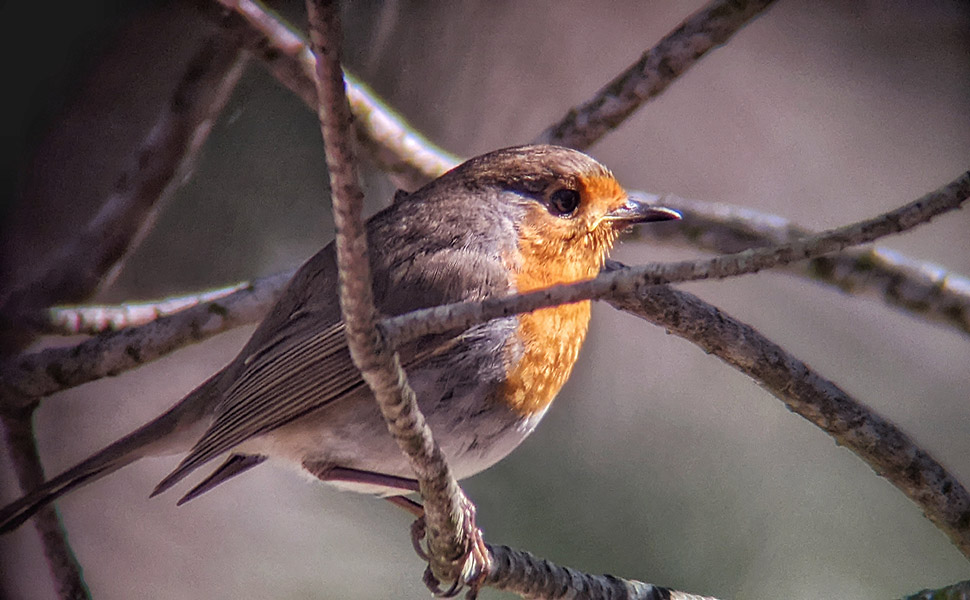 Erithacus-rubecula--European-robin---2-.jpeg