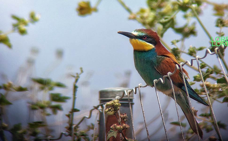 Merops-apiaster--European-Bee-eater----1-.jpg