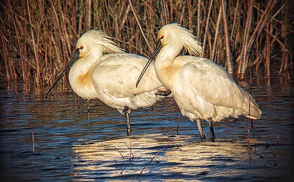 Platalea-leucorodia--Eurasian-spoonbill-.jpg