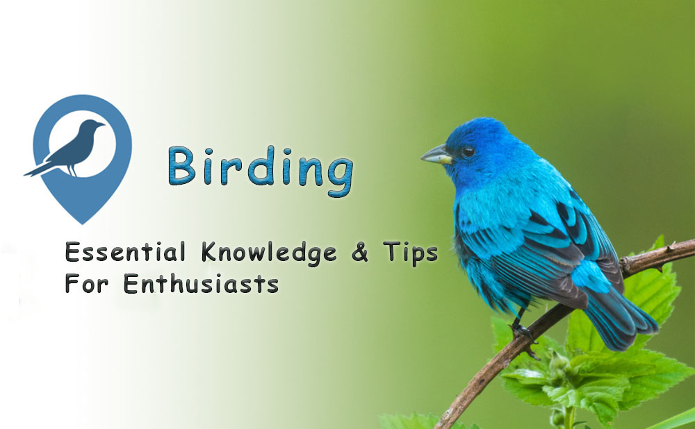 birding-essential-knowledge-and-tips-for-enthusiasts.jpg