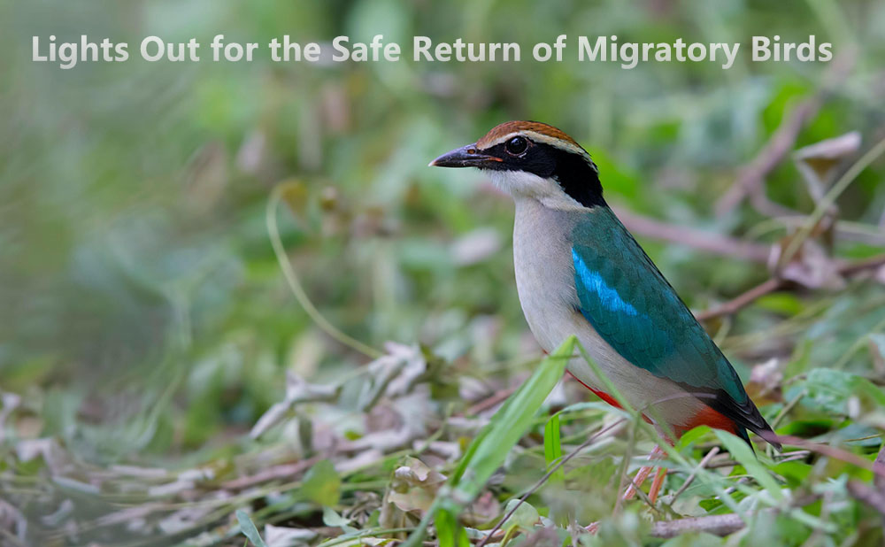 Lights-Out-for-the-Safe-Return-of-Migratory-Birds.jpg