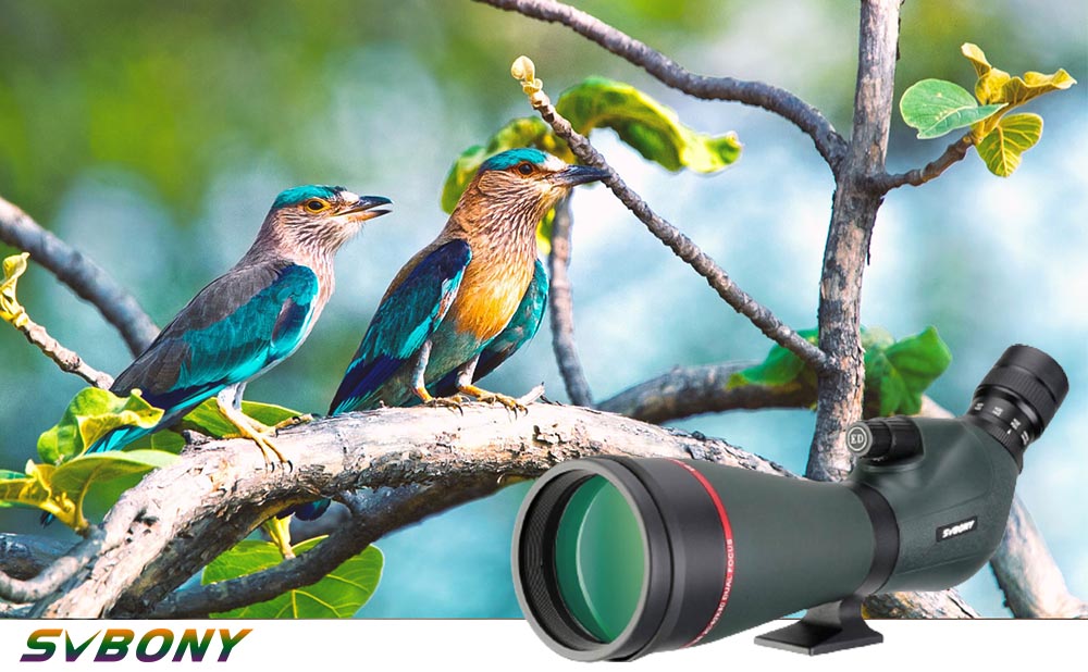 how-to-choose-a-birding-scope.jpg